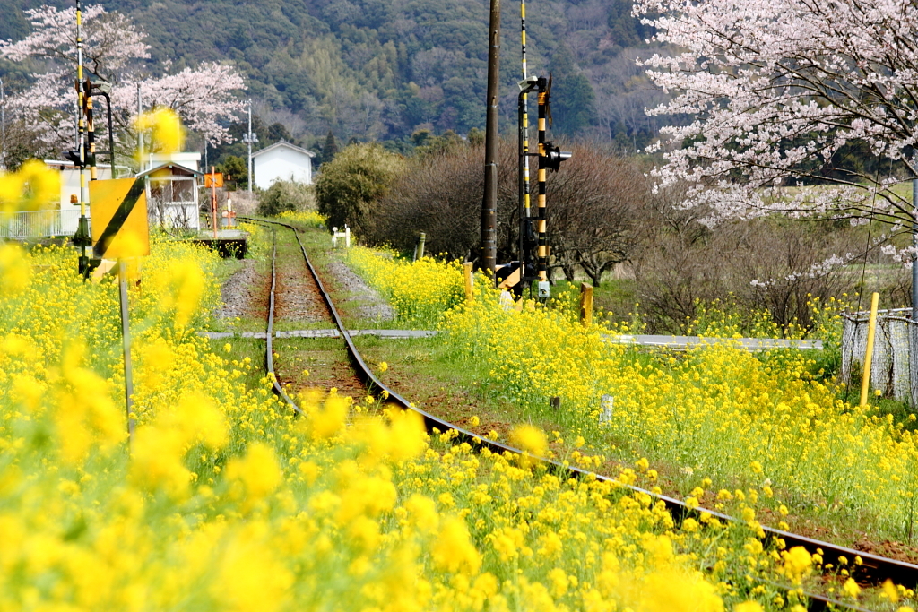 線路のある風景～菜の花に囲まれて～