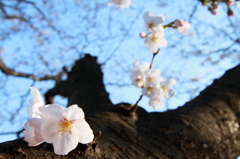 幹に咲く