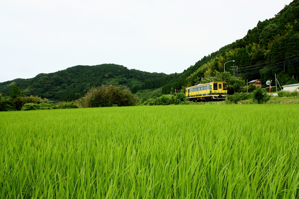 線路のある風景～田んぼの初夏～