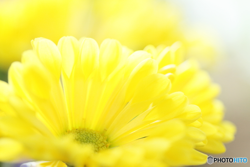 Yellow mum