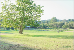 秋元牧場の晩夏