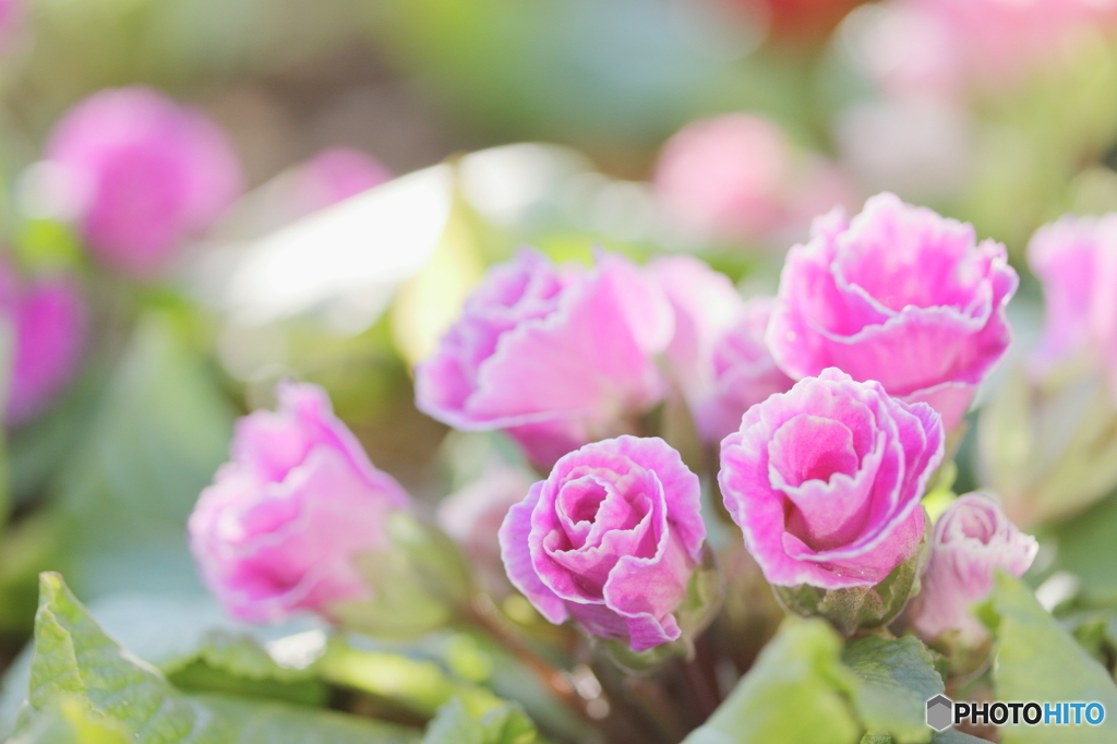 ジュリアンの花園