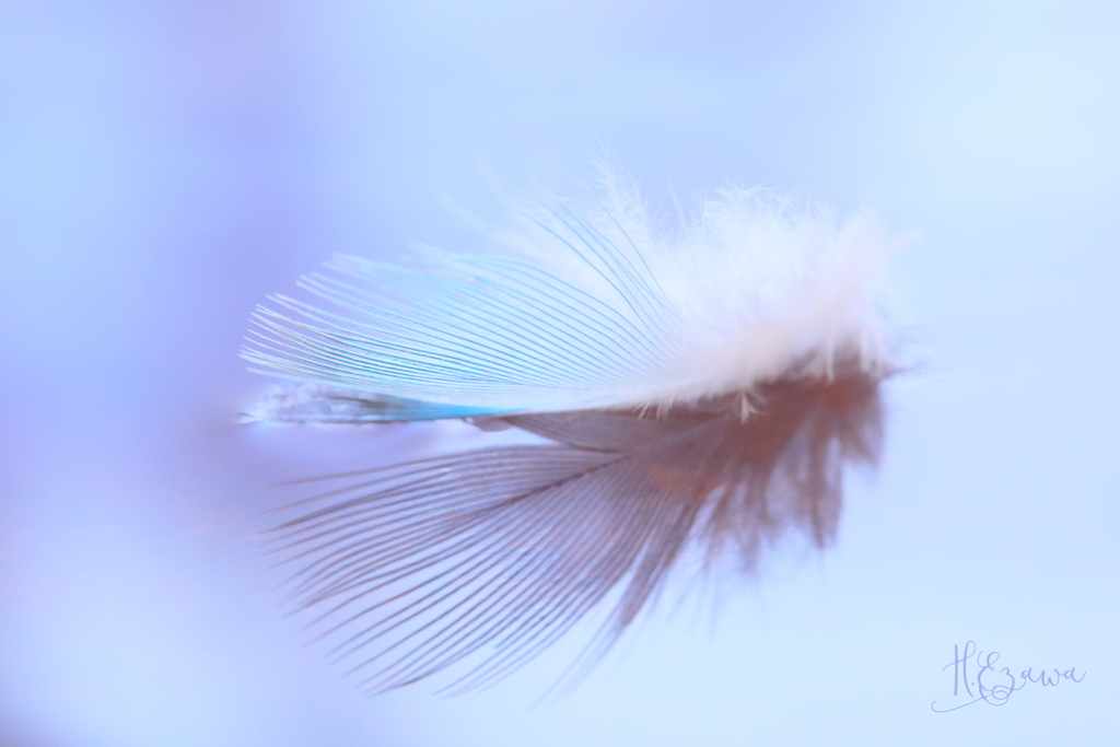 blue feather