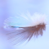 blue feather