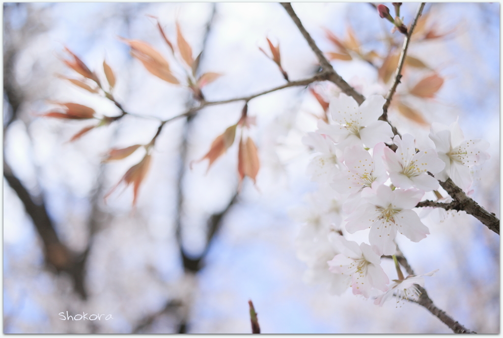 牧場の桜