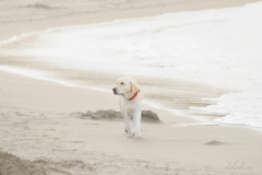 Dog on the beach