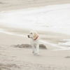 Dog on the beach