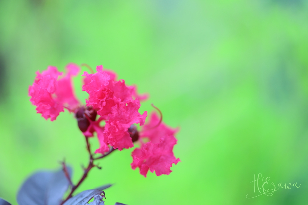 百日紅の花