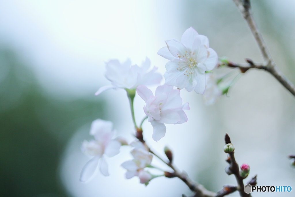 秋の桜