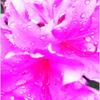 joy of love