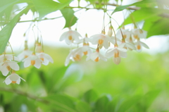 木漏れ日花