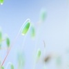 moss2