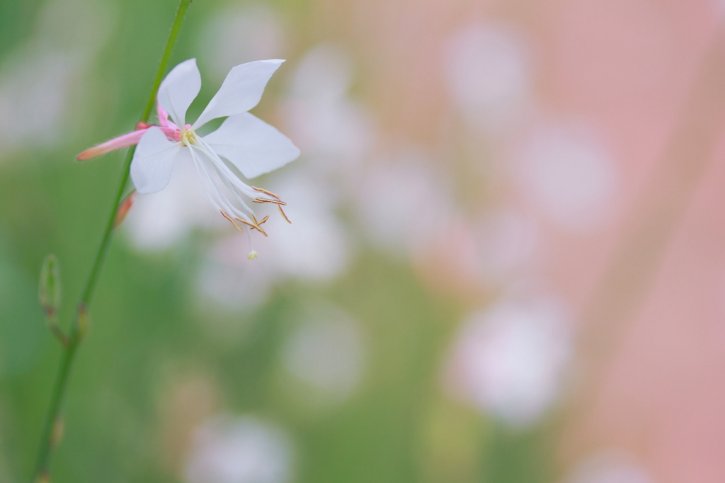 やさしい誘惑