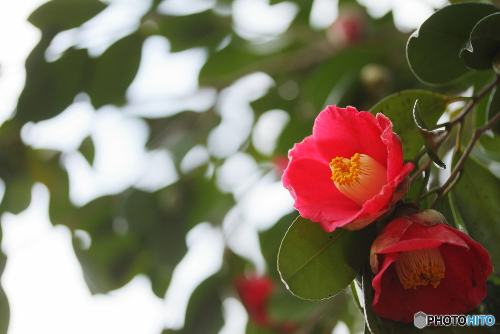 冬の花