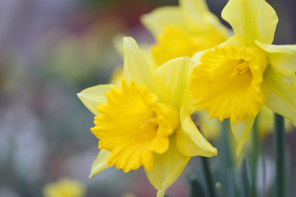 Yellow trumpet