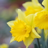 Yellow trumpet