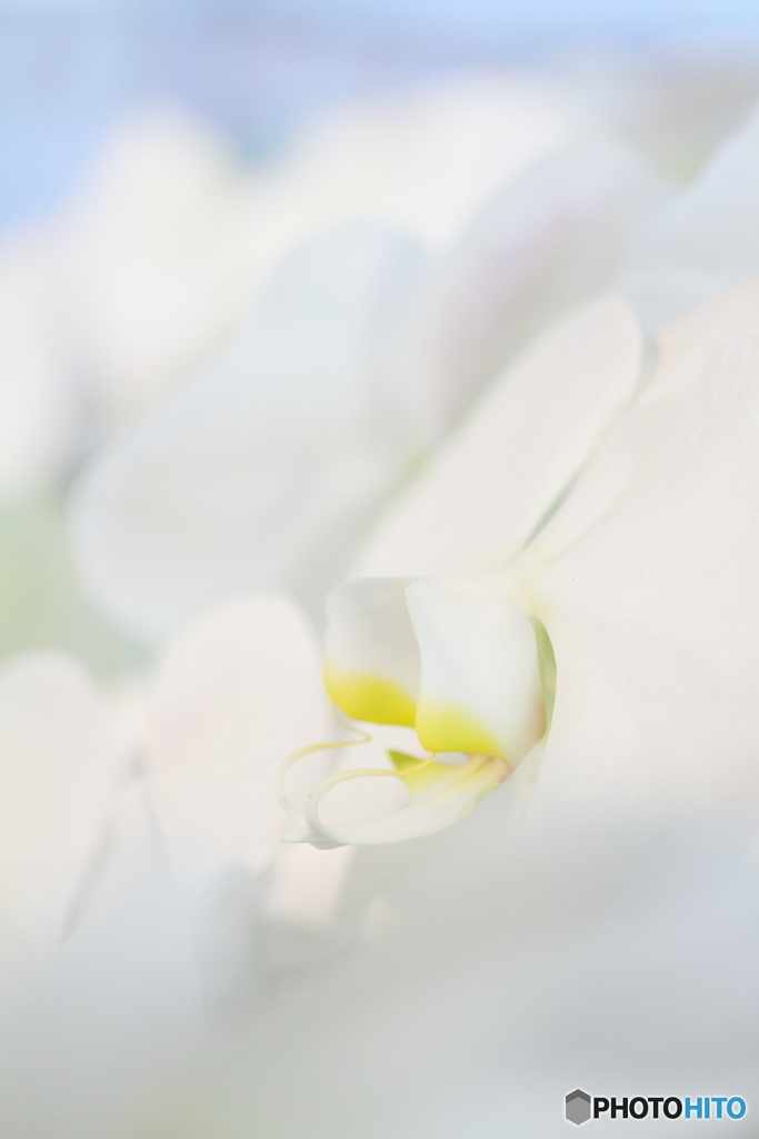 雲上の花