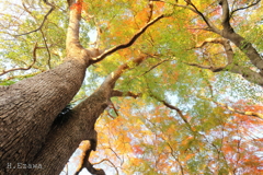 楠と紅葉（十枝の森12）