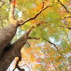 楠と紅葉（十枝の森12）