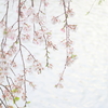 池の枝垂れ
