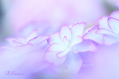 紫陽花5