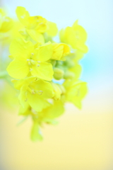 Spring lemon yellow2
