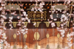 栄福寺の枝垂れ桜8