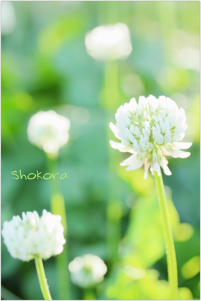 シロツメクサⅡ