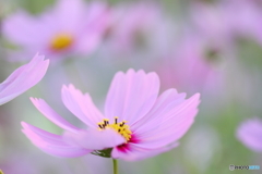 Harmony