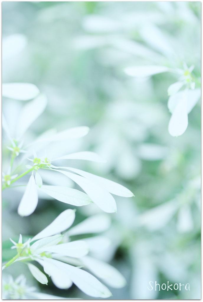 白雪姫