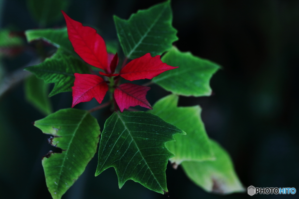 Poinsettia
