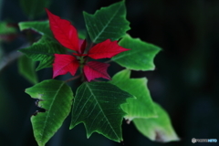 Poinsettia