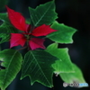 Poinsettia