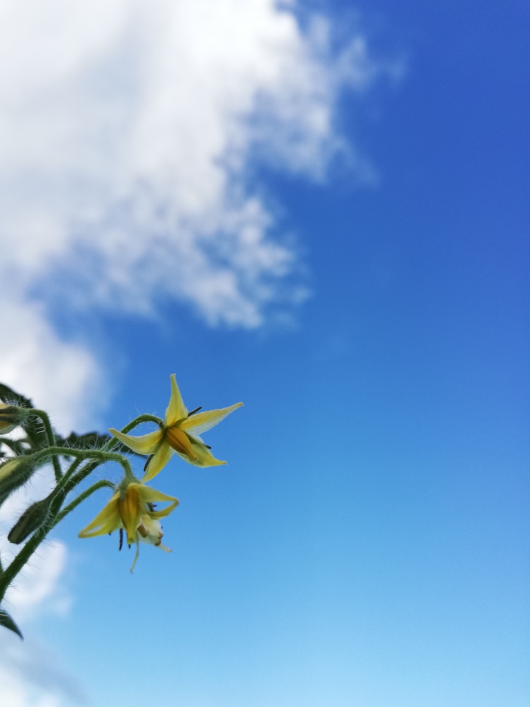 トマトの花