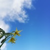 トマトの花