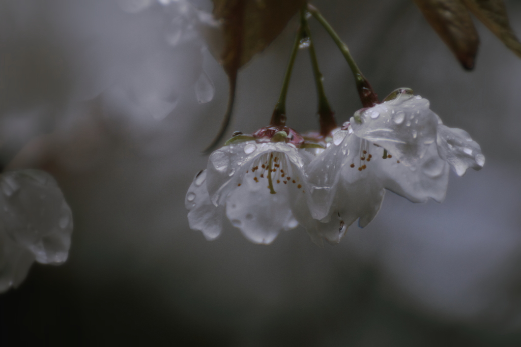 雨に濡れても