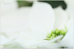 White poinsettia