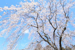 青空と姫桜Ⅱ