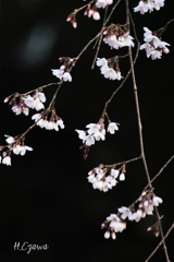 姫桜開花2