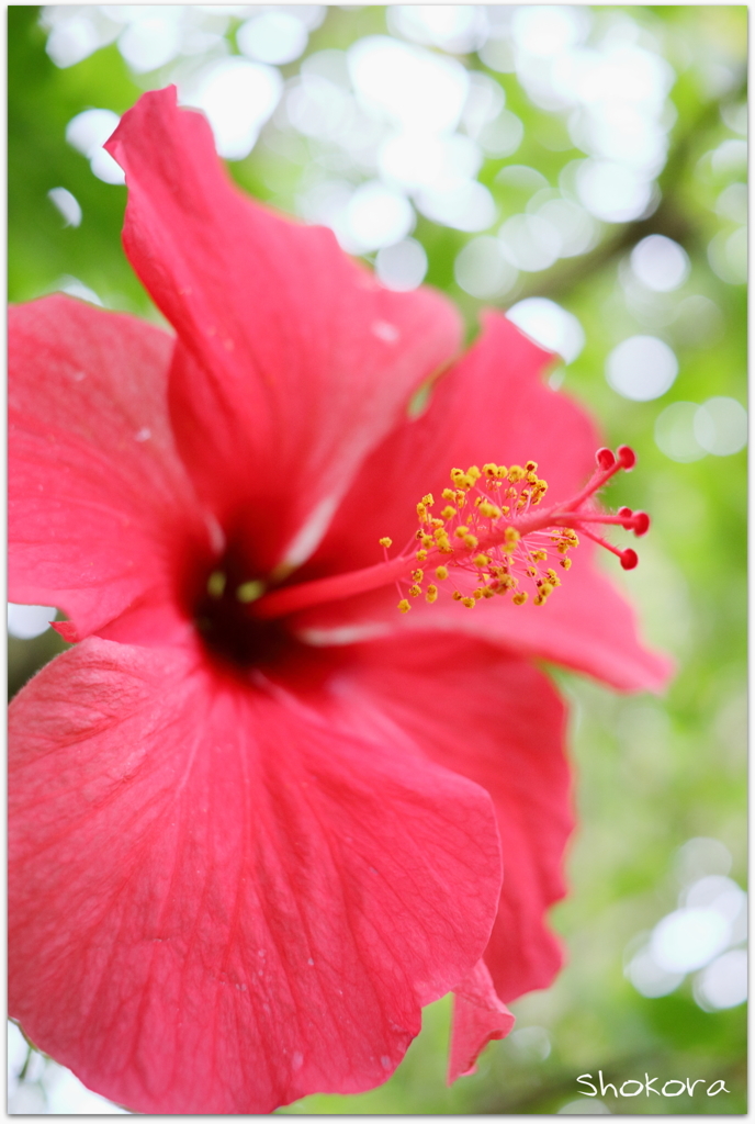 Tropical flower