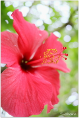 Tropical flower