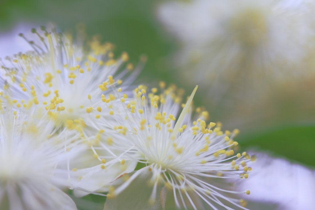 シベの森