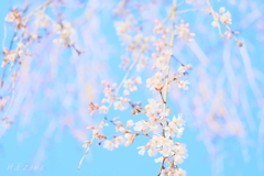 姫桜5