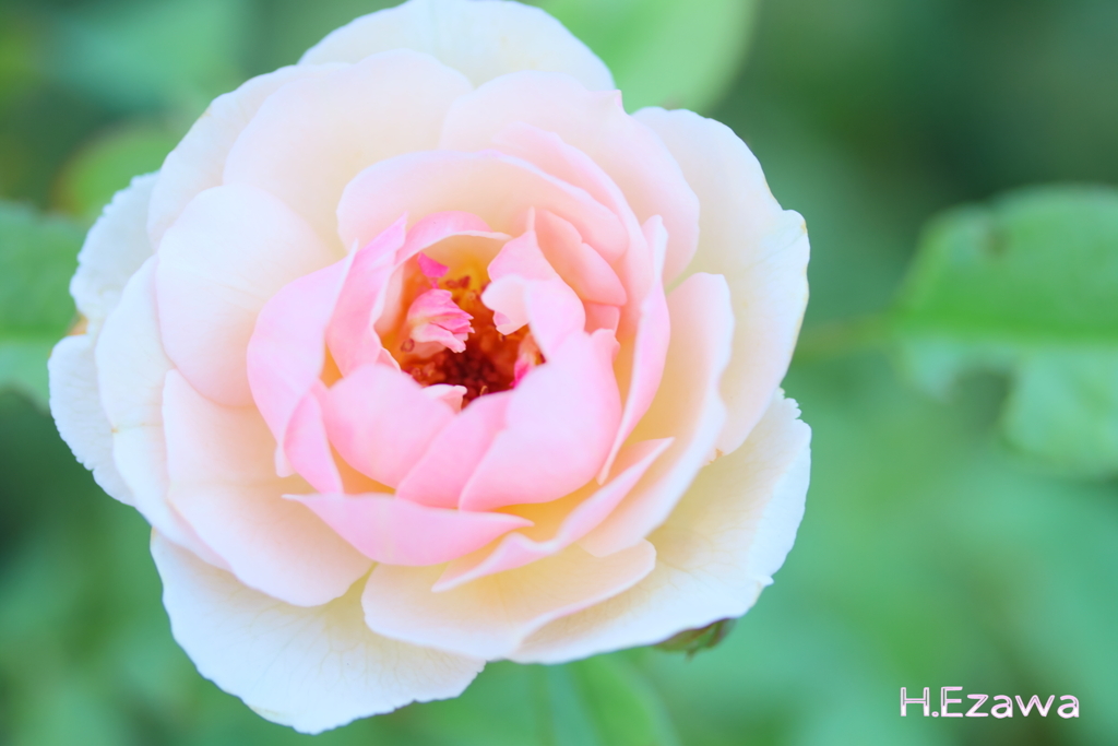 9月の薔薇