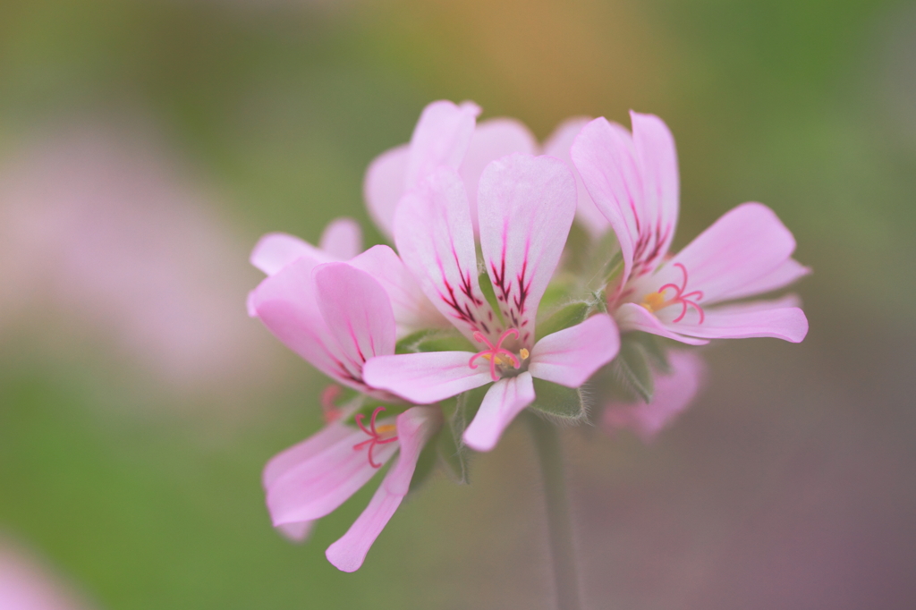 かおり花