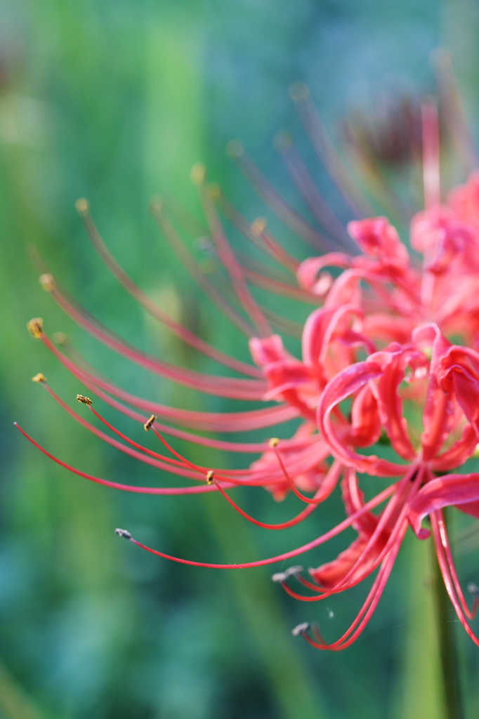 Red of the early fall