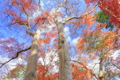紅葉の森Ⅱ