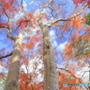 紅葉の森Ⅱ