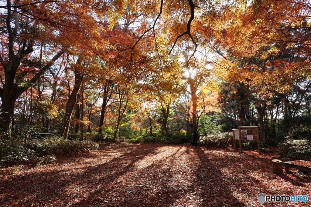 森の広場