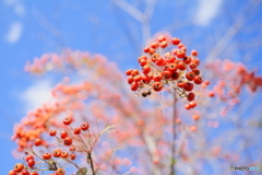 冬空に鮮やかに